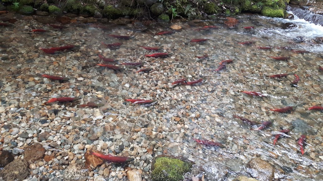 Kokanee Salmon Spawning on Redfish Creek