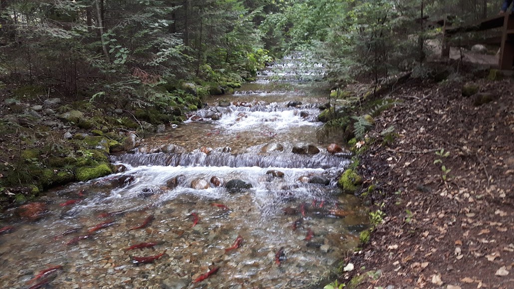 Kokanee spawning on Redfish Creek