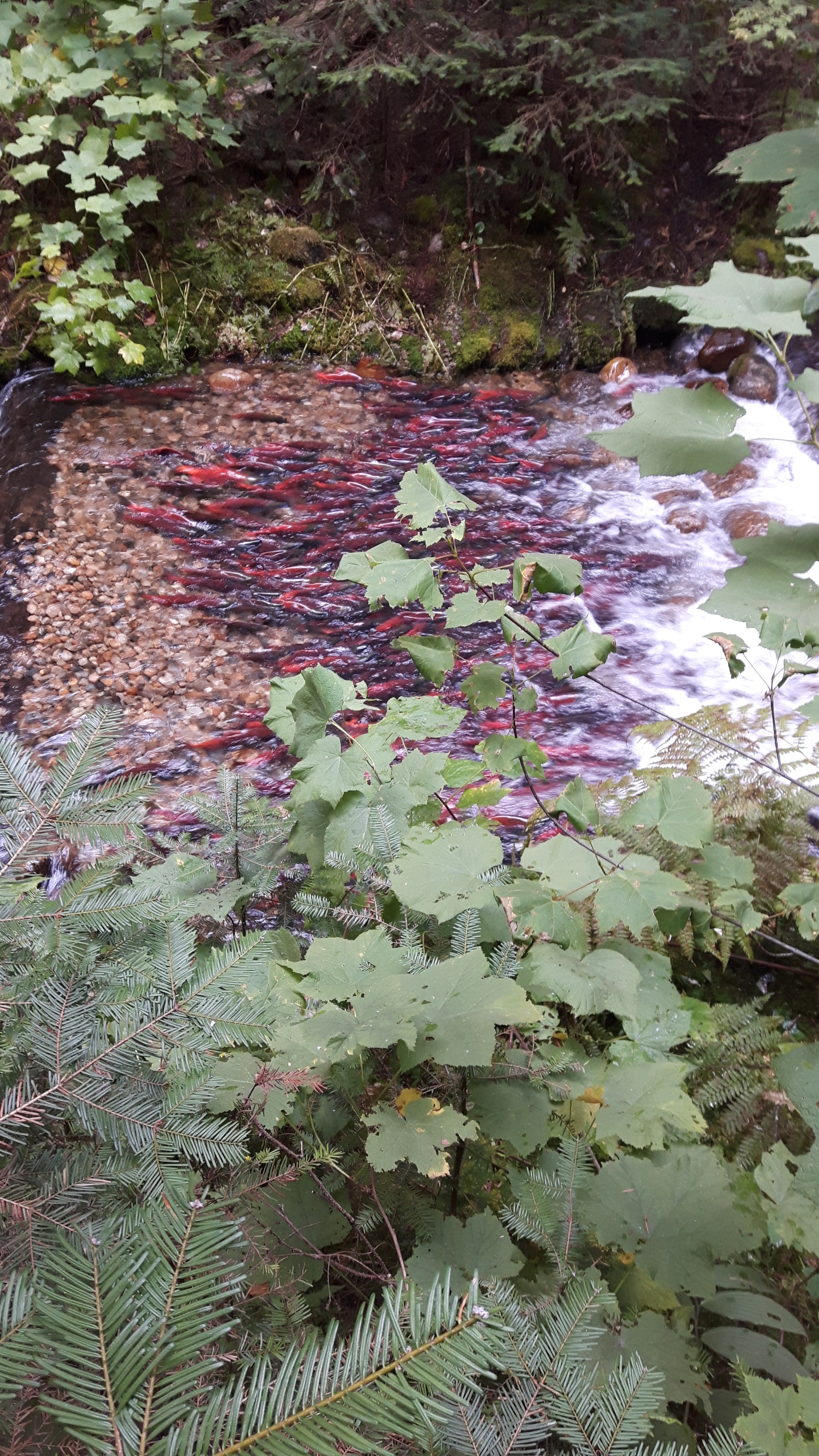 Kokanee Spawning on Redfish Creek