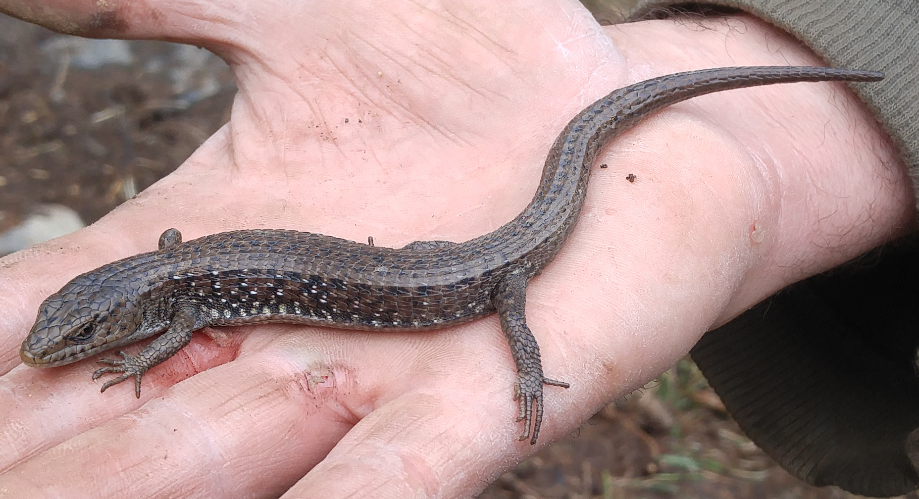 Western Skink