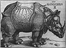 Image: Rhinocerus