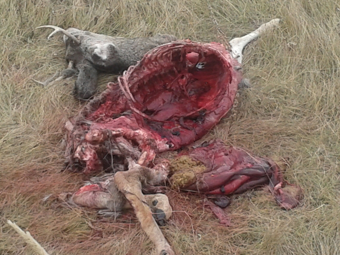 Image: Dead Deer, Roadkill